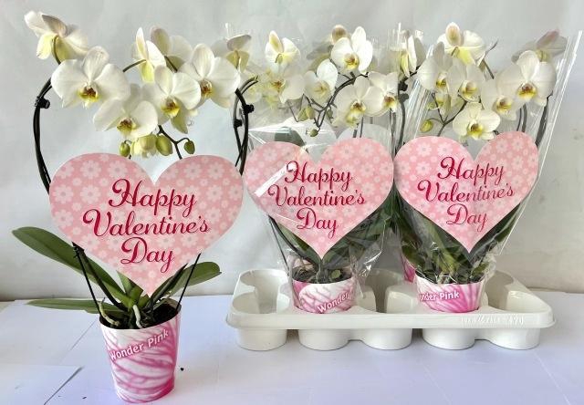 <h4>PHAL OV WIT</h4>