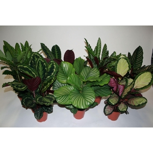 Calathea   ...mix