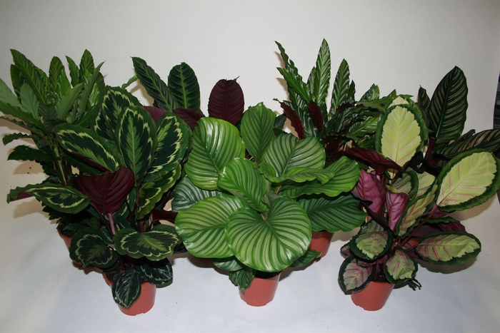 <h4>Calathea   ...mix</h4>