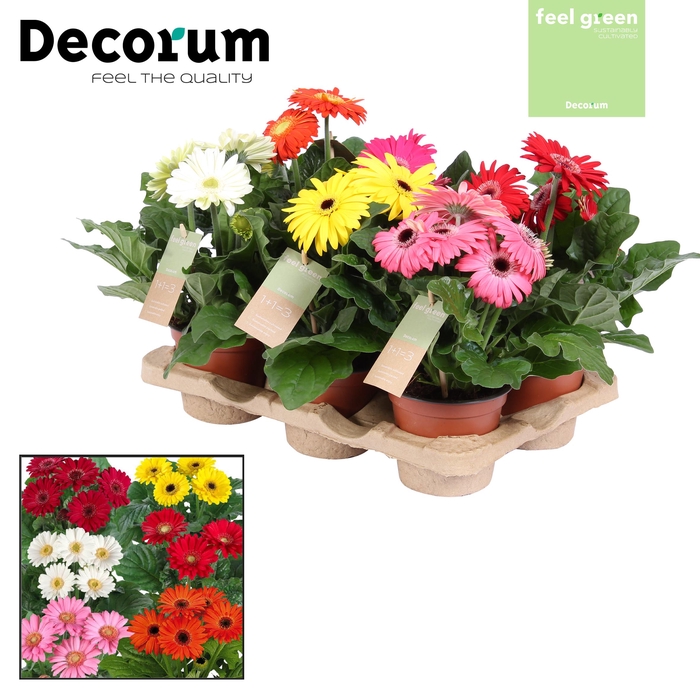 <h4>Gerbera Gemengd 2+ Feel Green</h4>