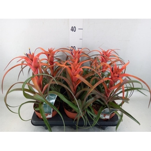 Tillandsia capitata 'Hermosa'