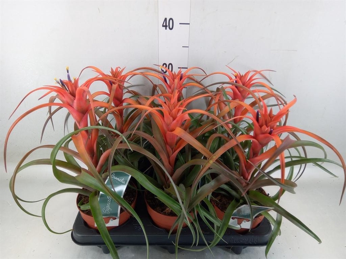 <h4>Tillandsia capitata 'Hermosa'</h4>
