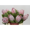 Protea Cynaroides
