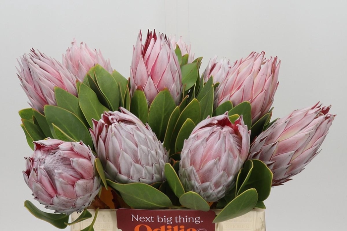 Protea Cynaroides