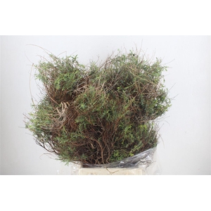 Euph Spinoza Long 500gr P Bunch