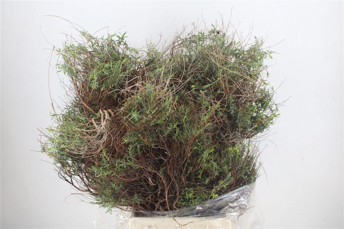 <h4>Euph Spinoza Long 500gr P Bunch</h4>