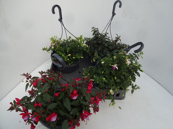 <h4>FUCHSIA GEM</h4>