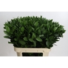 Ruscus Hypophyllum