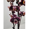 Phalaenopsis overig