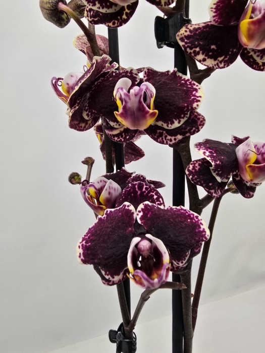 Phalaenopsis overig