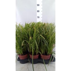 Carex morrowii 'Ice Dance'