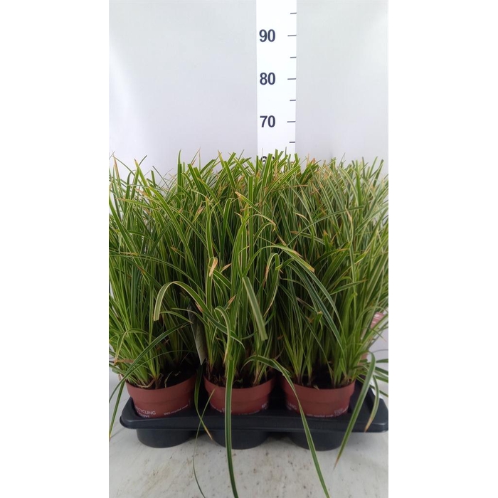 <h4>Carex morrowii 'Ice Dance'</h4>
