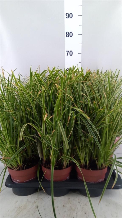 Carex morrowii 'Ice Dance'