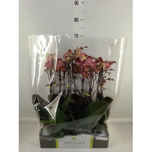 Phalaenopsis   ...red