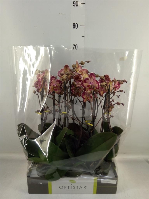 <h4>Phalaenopsis   ...red</h4>