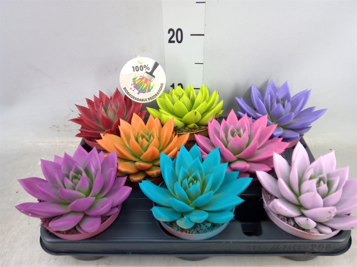 <h4>Echeveria  'Miranda'</h4>