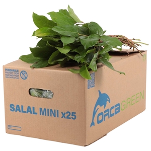 Salal Mini Orca