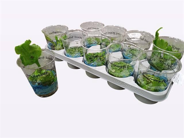 <h4>DRIJFPLANTEN GEM</h4>