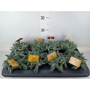 Crassula  'Kraaiepootje'