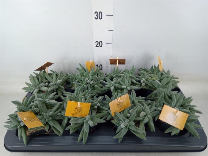 <h4>Crassula  'Kraaiepootje'</h4>