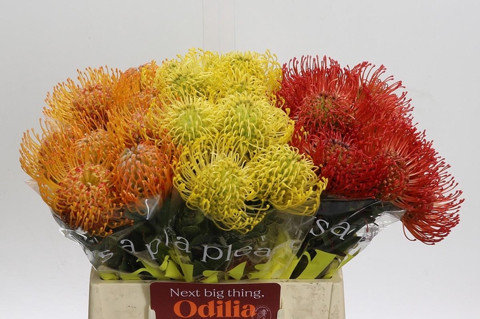 <h4>Nutans Mix 3 kleur</h4>