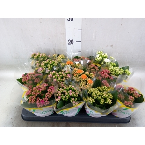 Kalanchoe blos.   ..rosebud mix  5