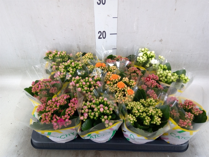 <h4>Kalanchoe blos.   ..rosebud mix  5</h4>