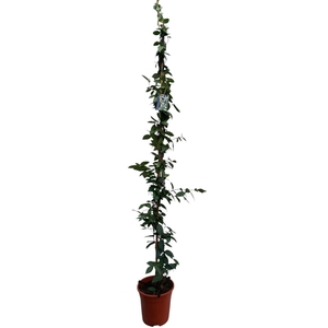 Trachelospermum jasminoides
