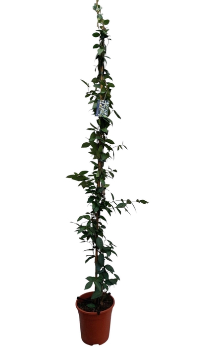 <h4>Trachelospermum jasminoides</h4>