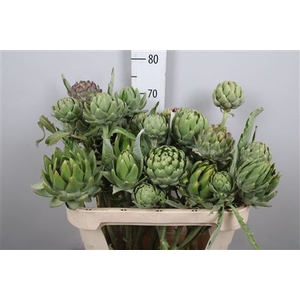 Cynara Scol Green Globe