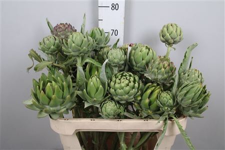 <h4>Cynara Scol Green Globe</h4>