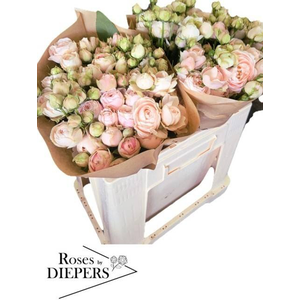 R Tr Silva Sweet Diepers