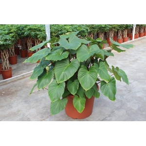 Homalomena rubescens Maggy