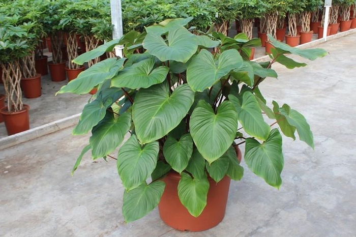 <h4>Homalomena rubescens Maggy</h4>