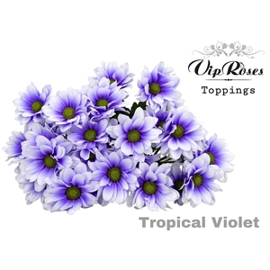 Chr T Tropical Violet