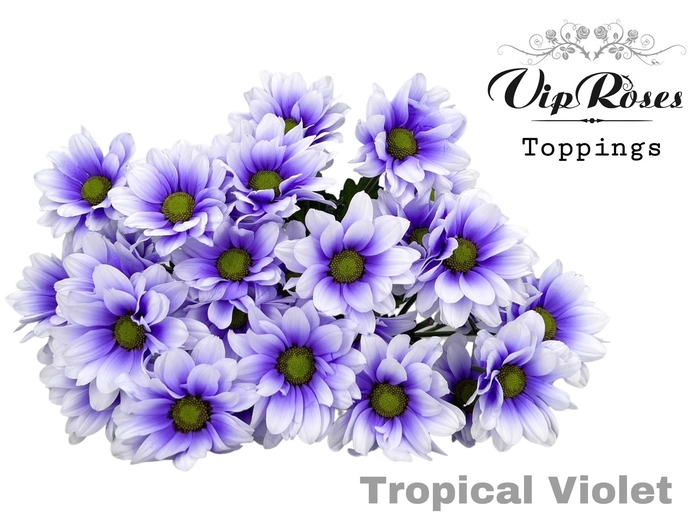 CHR T TROPICAL VIOLET