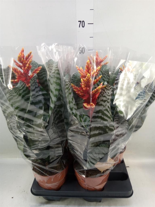 <h4>Aechmea   ...</h4>