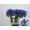 Agapanthus Intermedia