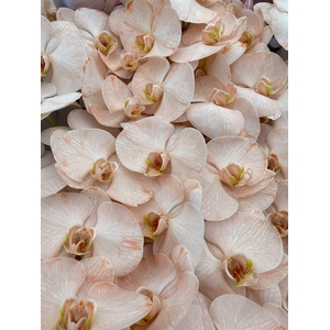 Phal Coloured Peach