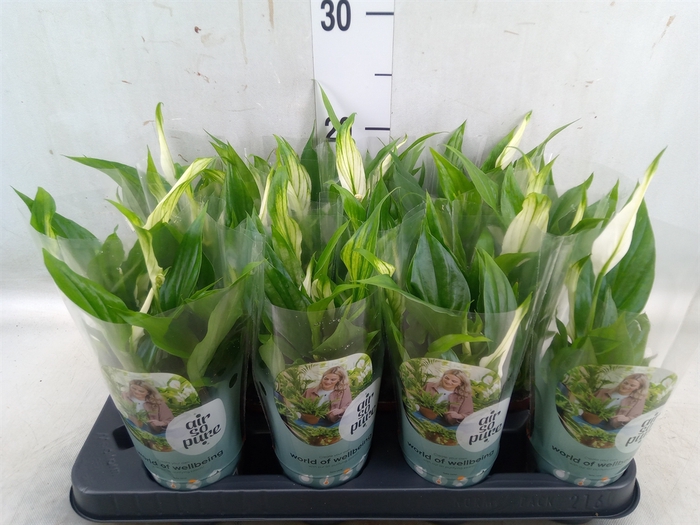 <h4>Spathiphyllum  'Pearl Cupido'</h4>