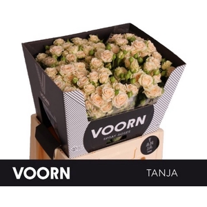 R Tr Tanja Voorn