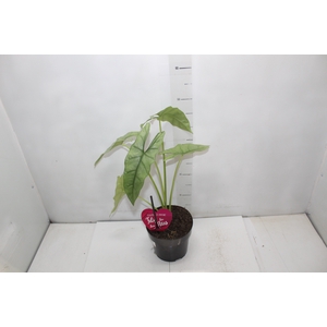 ALOCASIA HETEROPHYLLA SILVER P17