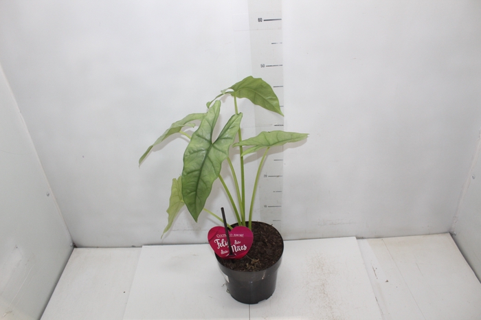 <h4>ALOCASIA HETEROPHYLLA SILVER P17</h4>