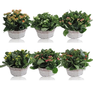 Collectie Jakarta Kalanchoë Double Mix in Mand 21 cm