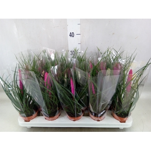 Tillandsia  ...mix
