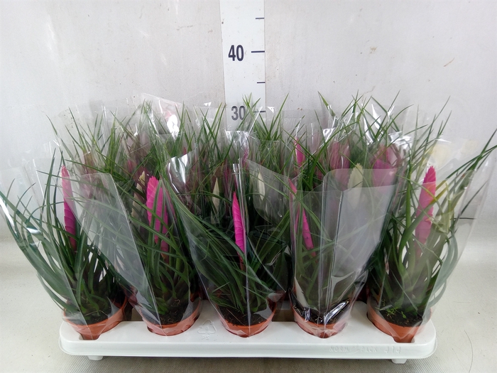 <h4>Tillandsia  ...mix</h4>
