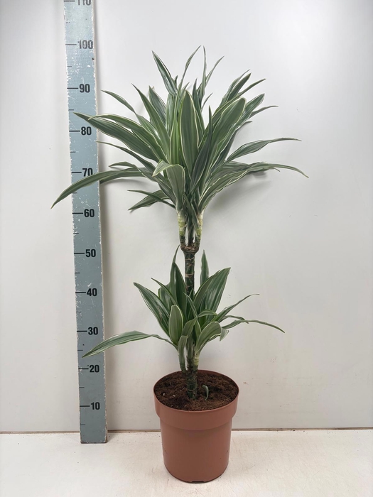 <h4>DRA DE WARNECKEI</h4>