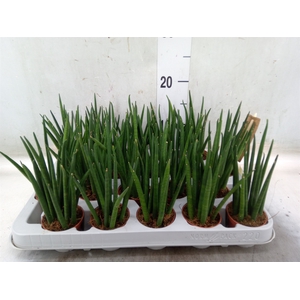 Sansevieria bacularis