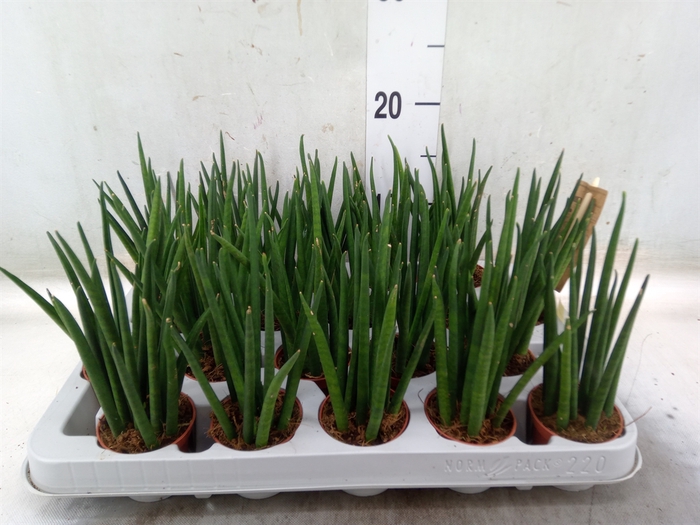 <h4>Sansevieria bacularis</h4>
