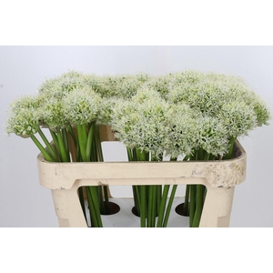 ALLIUM WHITE GIANT